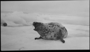 Image of Harp seal barking